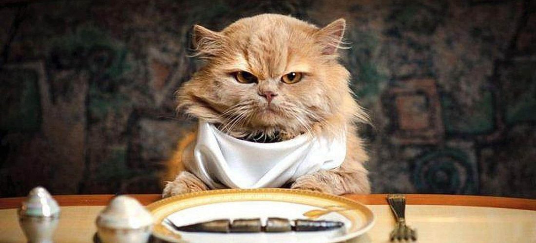 cat food cat food