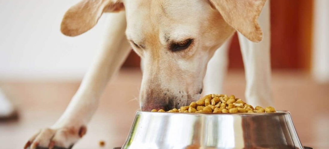 dog food dog food
