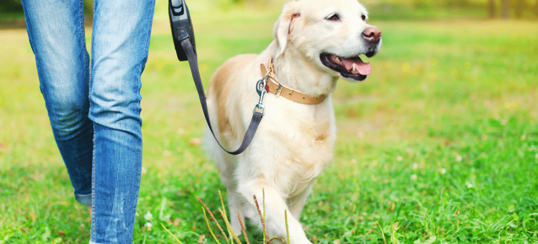 dog walking dog walking